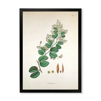 DesignArt 'Антички ботаники xiii' фарма куќа врамена уметничка печатење