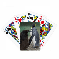 Море Студ Антарктикот Пингвин Науката Природата Слика Покер Играње Магија Картичка Забава Игра На Табла